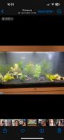 Juwel Rio 125l Aquarium mit unterschrank Rheinland-Pfalz - Biesdorf (Eifel) Vorschau