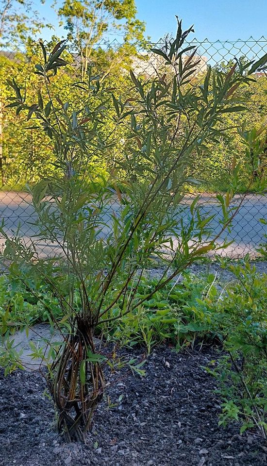 Salix Weide Pflanze winterhart in Aue