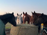 Boxen Weide Koppel Trailwege Paddock Reiten Bad Doberan - Landkreis - Tessin Vorschau