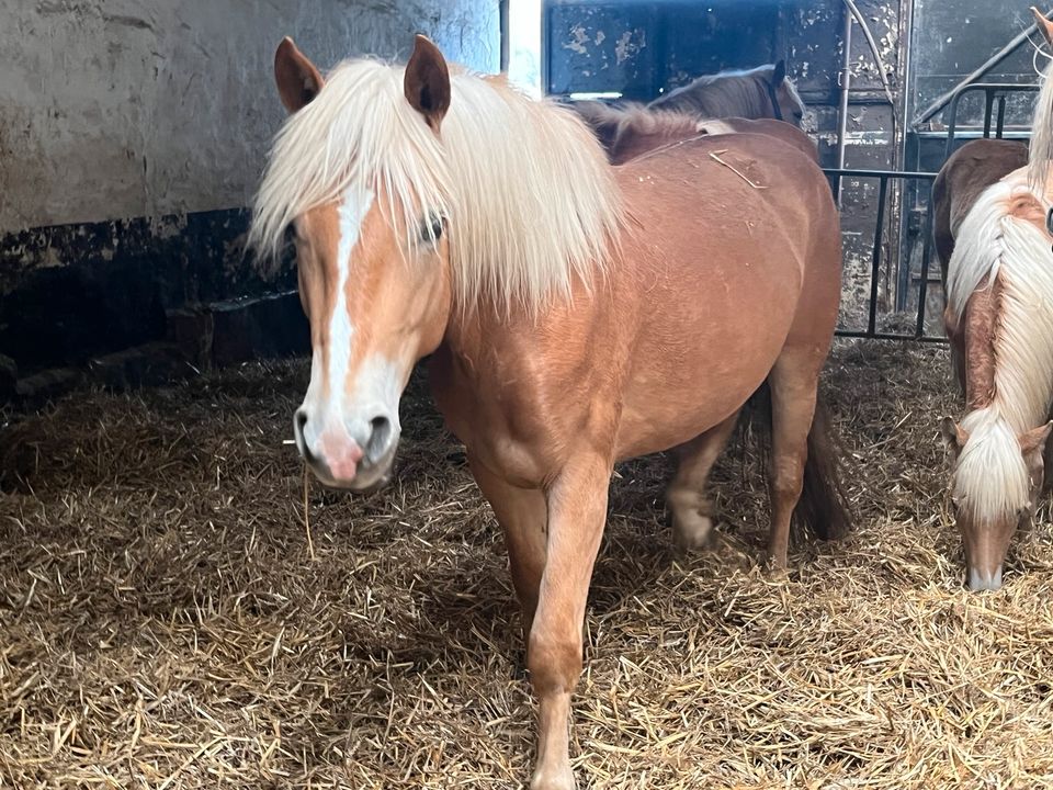 Schöne Haflinger zu verkaufen in Sprockhövel