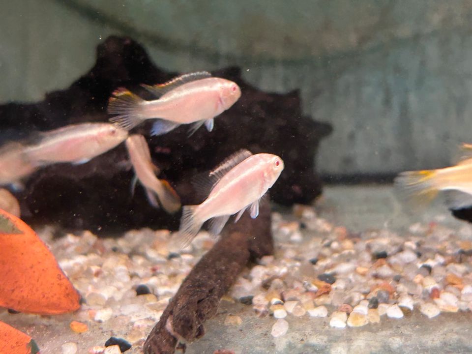 Albino roter Purpurprachtbarsch Pelvicachromis pulcher albino in Rangendingen