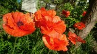 Samenportion Türkischer roter Riesenmohn Papaver orientale Sachsen-Anhalt - Wetterzeube Vorschau