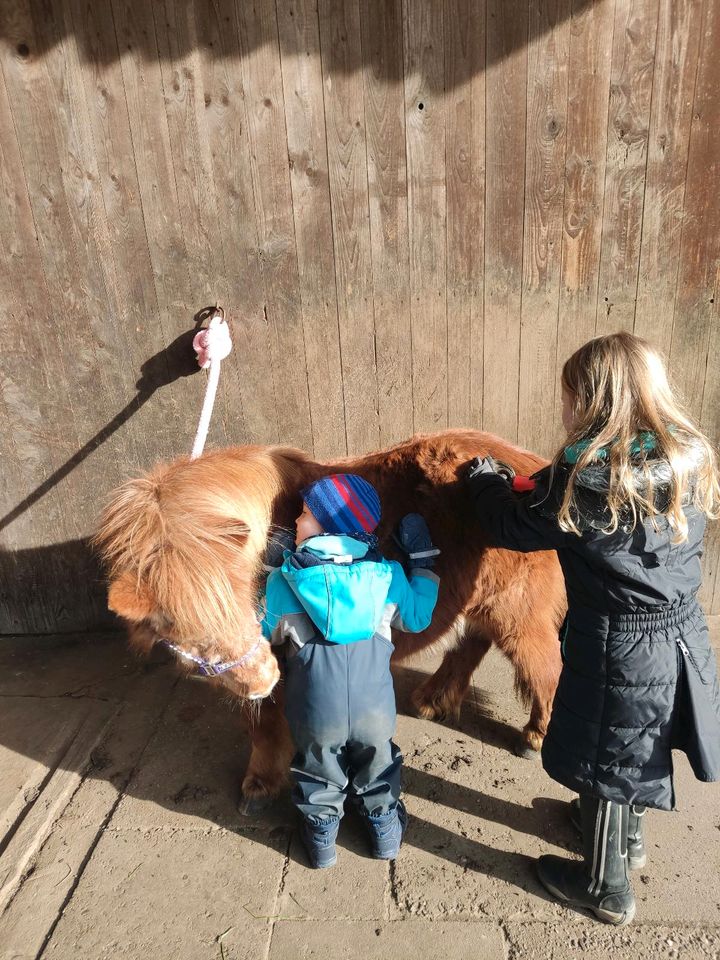 2 liebe Shetty Wallache in Badbergen