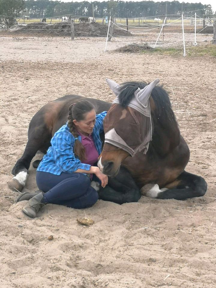 Reitcoaching, Angstreiter,Korrektur, Training,Horsemanship, in Löwenberger Land-Löwenberg