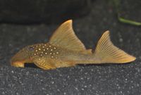 Hochflossen-Phantomwels Baryancistrus Demantoides L200 HighFin Niedersachsen - Wietmarschen Vorschau