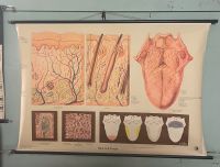 Lehrtafel,Anatomie: Haut und Zunge Nordrhein-Westfalen - Tönisvorst Vorschau