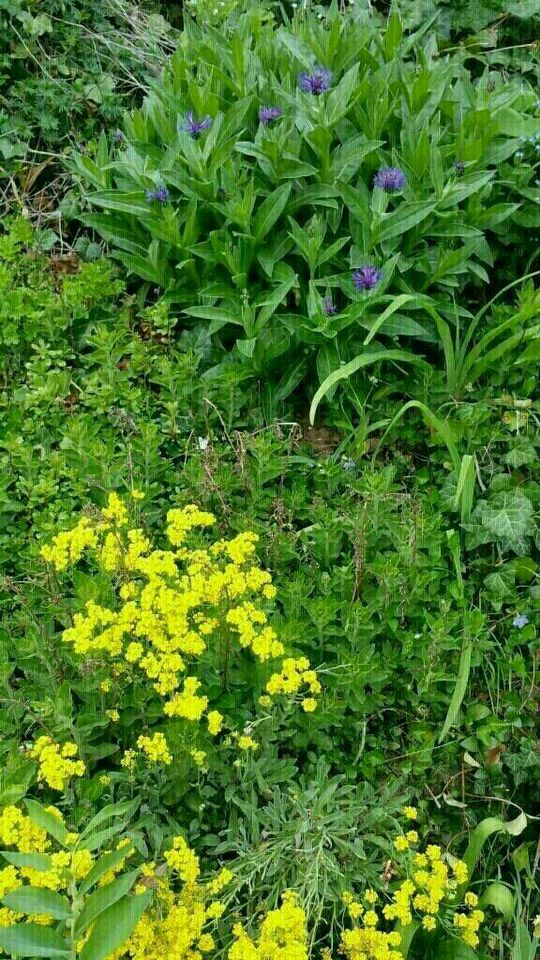 Stauden Pflanzen Hosta - Funkien  - Herzblattlilien Blattschmuck in Hünfeld