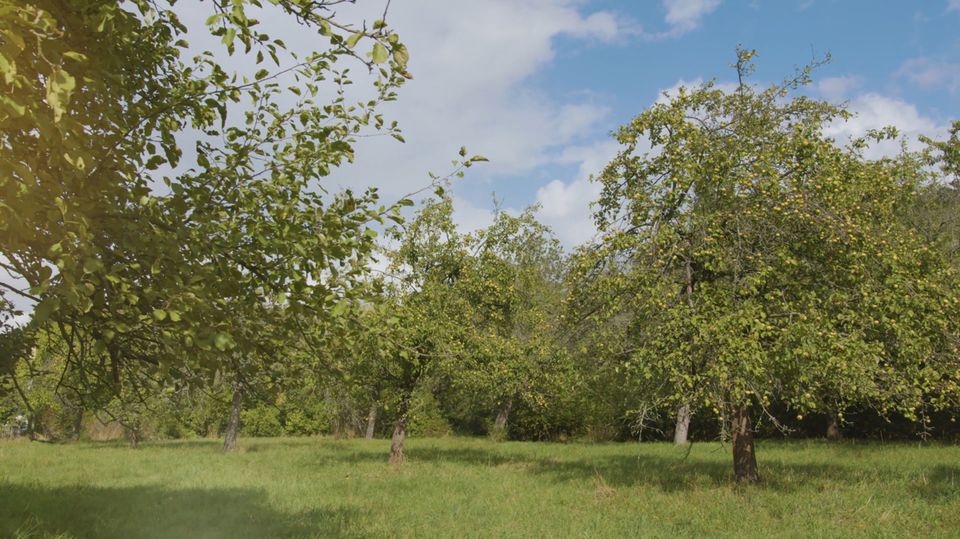 Villa Flechsig I 5-Räume I 173 m² privatgenutzter Garten I Streuobstwiese in Leipzig