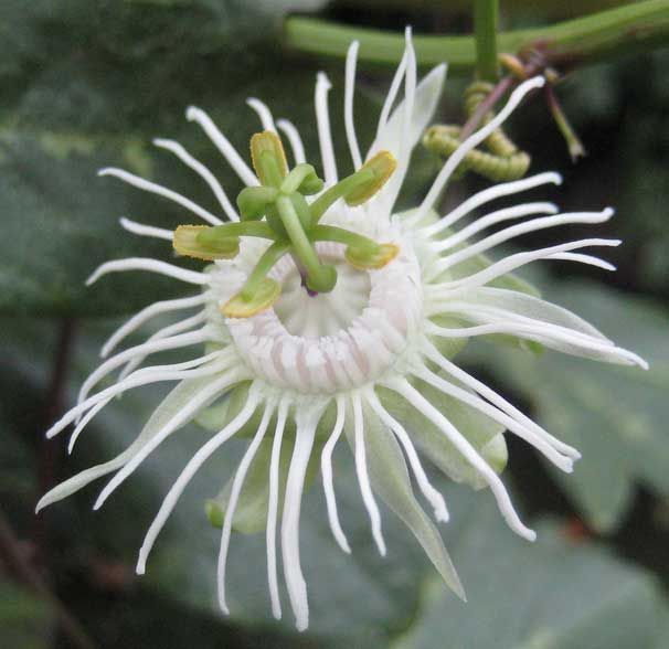 Dreifarbige Passionsblume - "Passiflora trifasciata" 15cm in Wildeshausen