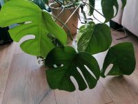 4 Blätter Monstera Deliciosa Variegata panaschirt grün weiß Leipzig - Altlindenau Vorschau