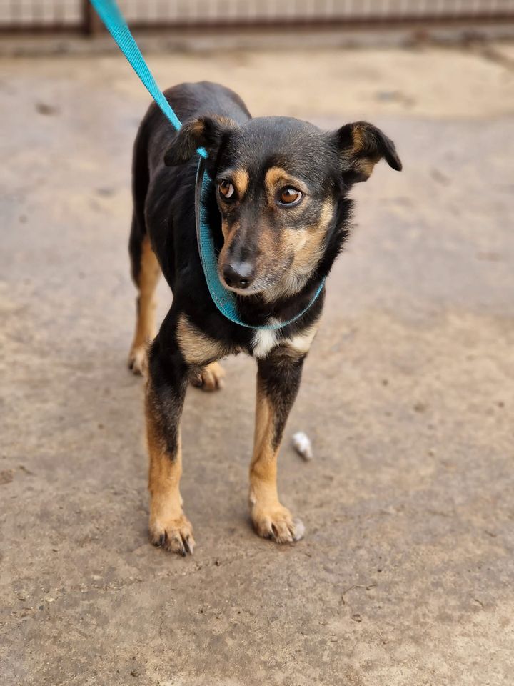 Bezaubernde kleine Hundedame Lollo/2J. in Düsseldorf in Düsseldorf