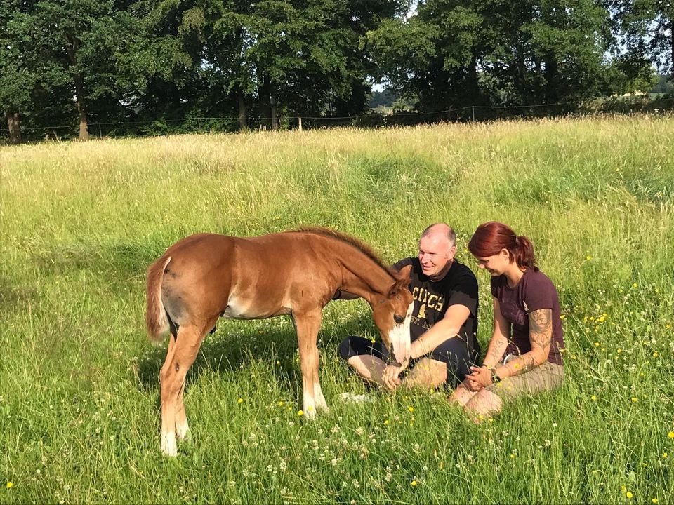 Reitunterricht, Western, Westernreiten, Reining, Schulpferde in Ellerhoop