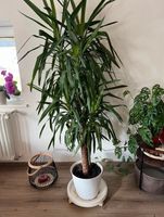 Wunderschöne Palme zu verkaufen Bayern - Tacherting Vorschau