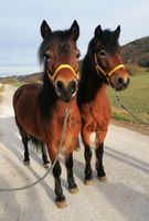 wunderschönes braunes Passgespann Dartmoor-Pony Bayern - Eichstätt Vorschau