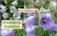 ♥ Pfirsichblättrige Glockenblume,Samen Staude,Bienenweide,essbar Eimsbüttel - Hamburg Schnelsen Vorschau