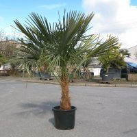 Trachycarpus Fortunei 40-50cm Stamm chines. Hanfpalme winterhart Nordrhein-Westfalen - Oberhausen Vorschau