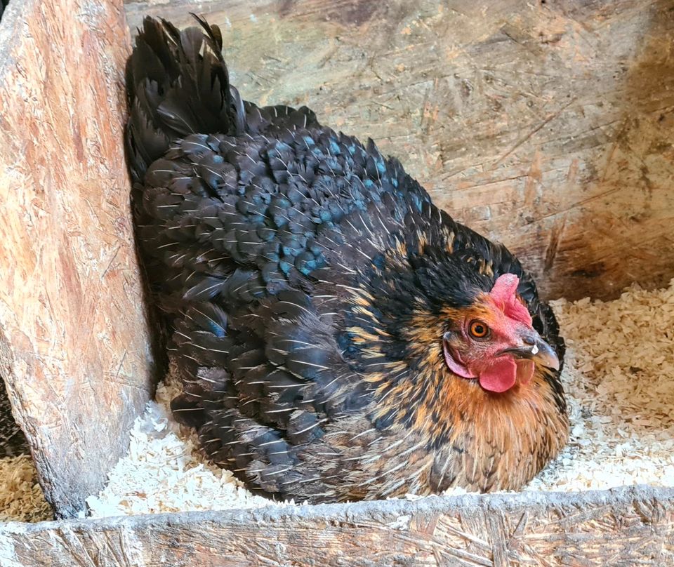 Glucke Bovan Henne (erfahrene Mama) in Niederstotzingen