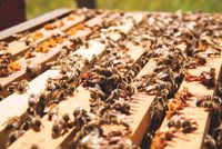 BIENEN –Wirtschaftsvölker auf Zander Nordrhein-Westfalen - Nümbrecht Vorschau