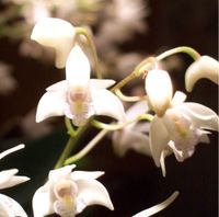 Orchidee - Dendrobium x delicatum Thüringen - Münchenbernsdorf Vorschau