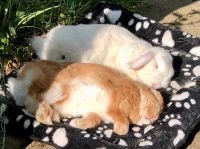 2 Kaninchen- suche Urlaubsbetreuung oder ein neues Zuhause Nordrhein-Westfalen - Menden Vorschau