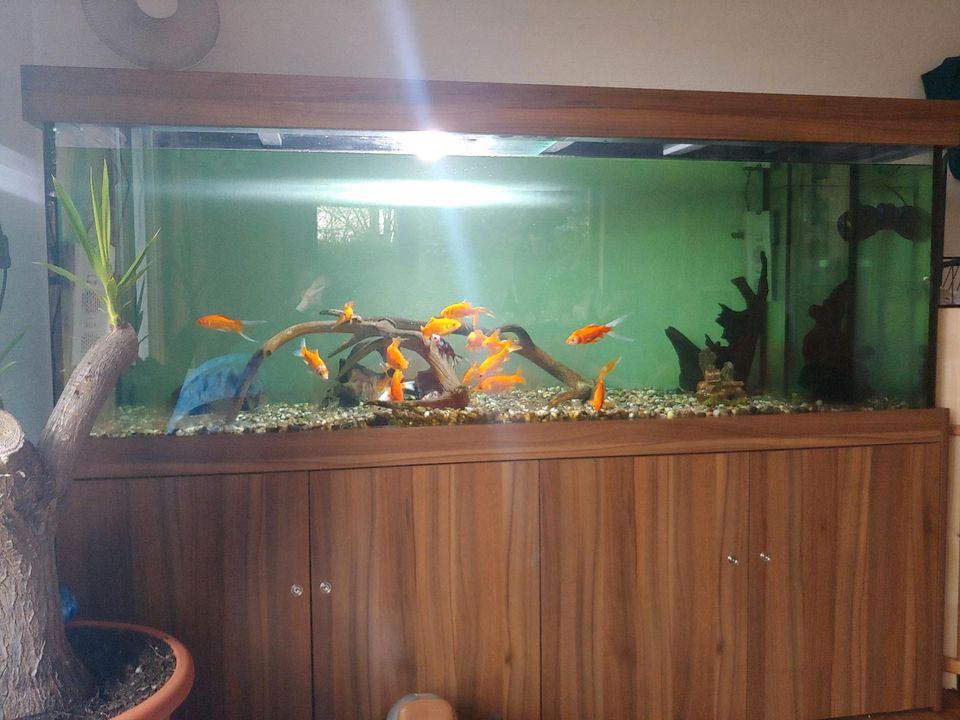 Aquarium 1000 l in Weiler bei Bingen