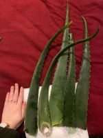 Aloe Vera Blätter in Bio Qualität Niedersachsen - Wunstorf Vorschau