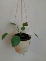 4 Ableger Pilea Peperomioides Bauchnabelpflanze Berlin - Schöneberg Vorschau