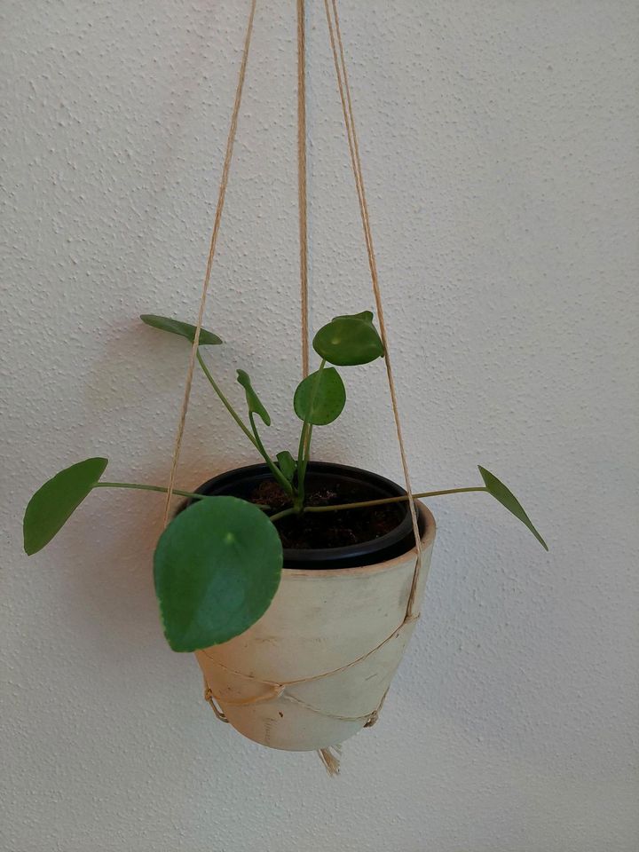 4 Ableger Pilea Peperomioides Bauchnabelpflanze in Berlin