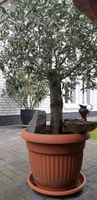 Olivenbaum Pflanze Oliven 2.20m x 1.60m Niedersachsen - Friesoythe Vorschau