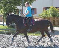 Pferdetraining für bessere Mobilität und Kommunikation Sachsen - Erlbach Vorschau