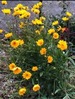 Mädchenauge (Coreopsis lanceolata Brandenburg - Brandenburg an der Havel Vorschau