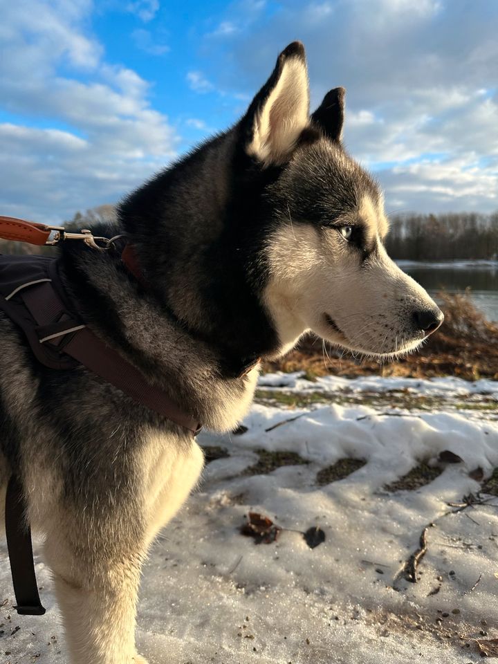 Husky sucht Zuhause für immer! in Augsburg