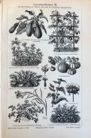 Vintage Poster Druck Gemüse Botanik Pflanzen Berlin - Charlottenburg Vorschau