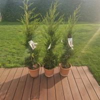 Mediterane Zypresse 3stk Niedersachsen - Vierden Vorschau