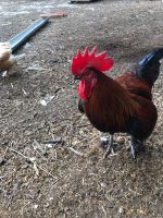 Hühner, Vogel Hahn reinrassige Marans,7 Monate alt Nordrhein-Westfalen - Beverungen Vorschau