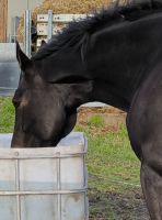 ❗Biete Pflegebeteiligung (Pferd sucht Mensch, PsM) in Fröndenberg Nordrhein-Westfalen - Unna Vorschau