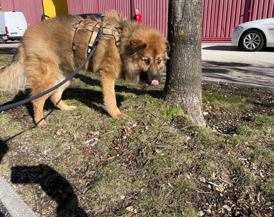 Brian sucht liebevolle Adoptanten in München