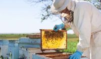 Suche nach einem Platz für Bienenstöcke. Bayern - Sonnefeld Vorschau