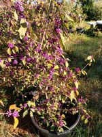 XL Garten-Strauch, Schönfrucht, Callicarpa, Beerenschmuck Hessen - Gießen Vorschau