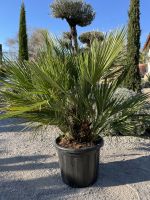 Zwergpalme, Chamaerops humilis, frosthart Thüringen - Straußfurt Vorschau