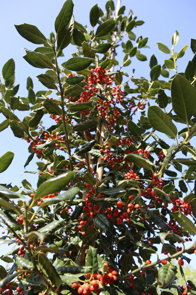 jap. Stechpalme Ilex ´crenata´ viele Früchte Hochstamm in Dietzhölztal