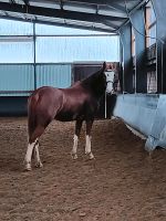 Reitbeteiligung auf Endmasspony zu vergeben Niedersachsen - Harpstedt Vorschau