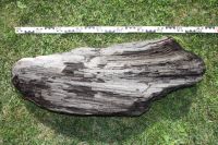 versteinertes Holz, kristallisiert, "Feenbaum", 0,9 m hoch, 50 kg Leipzig - Engelsdorf Vorschau