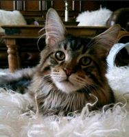 Maine Coon Kater Cooper Nordrhein-Westfalen - Coesfeld Vorschau