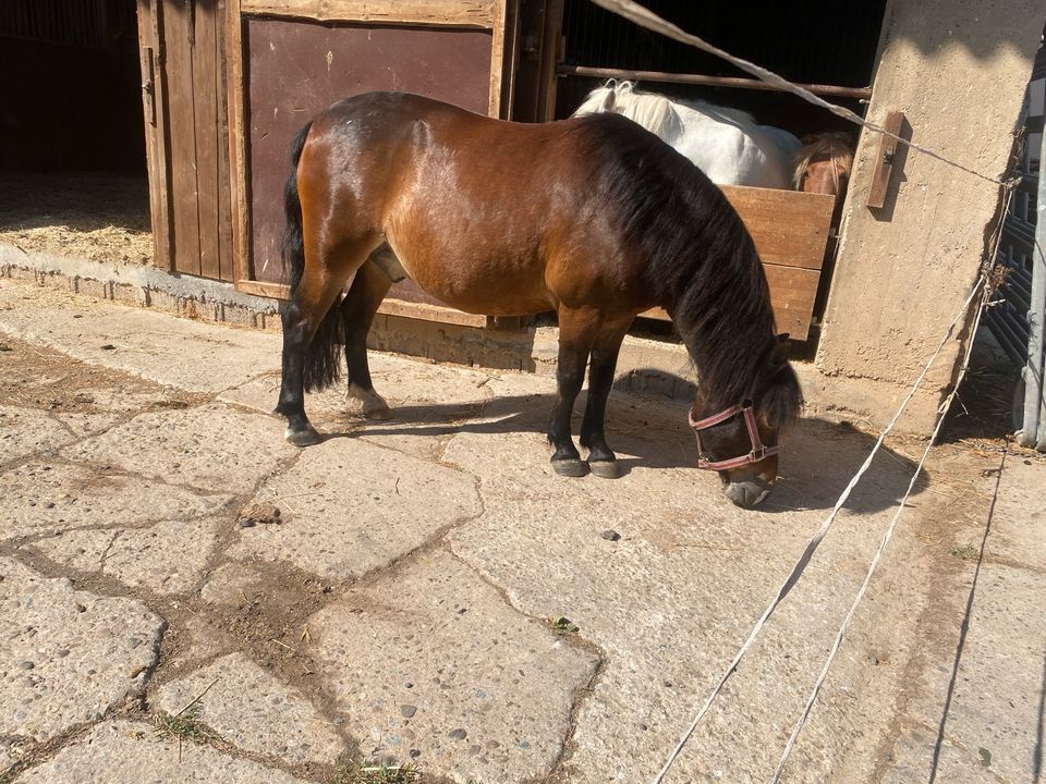 Dartmoorpony  Pony reitpony in Büdingen