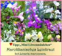 ♥ Marokkanisches Leinkraut Mix Mini Löwenmäulchen,Samen,Tulpensto Eimsbüttel - Hamburg Schnelsen Vorschau