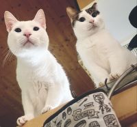 Katzen suchen ein Zuhause Hessen - Eltville Vorschau