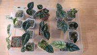 Verschiedene Alocasien sad plant alocasia monstera albo variegata Sachsen-Anhalt - Frose Vorschau