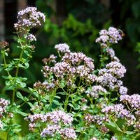 Majoran, Origanum majorana Kreis Ostholstein - Süsel Vorschau