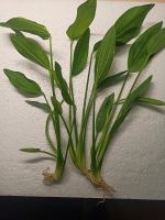 Amazonas Pflanze 30+ cm Wuppertal - Elberfeld Vorschau